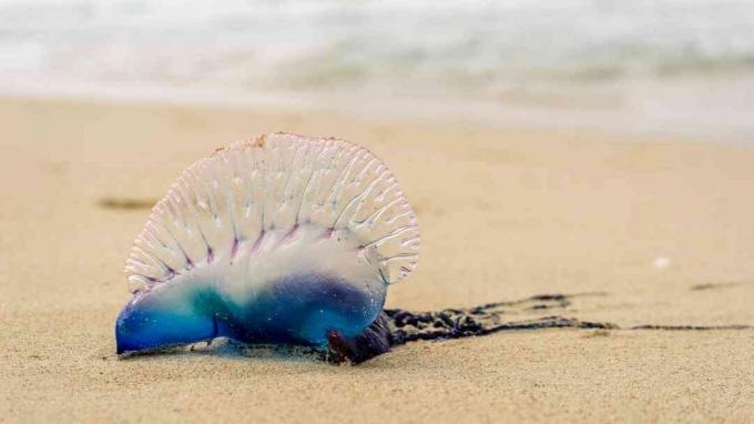 Portugisisk krigsmann på en strand