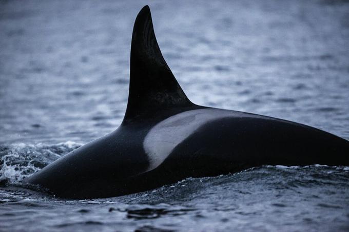 Baksiden av en orca, viser ryggfinnen og sadelmarkeringen som kan brukes til å identifisere individer