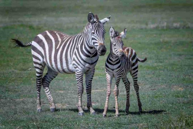 Sebra mor og baby i Ngorongoro Crater, Tanzania, Øst-Afrika