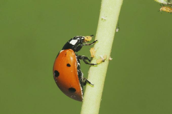 Syv-flekkete marihøna (Coccinella septempunctata) voksen som spiser bladlus