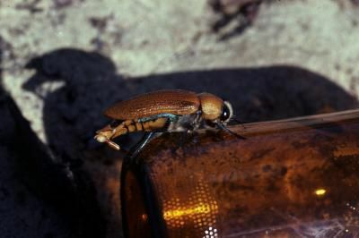 En mannlig australsk juvelbille prøver å parre seg med en "stubby" ølflaske.