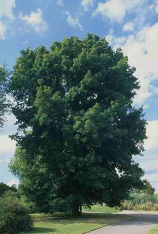 Carya cordiformis (Butternut hickory), grønt blad i parken ved siden av stien