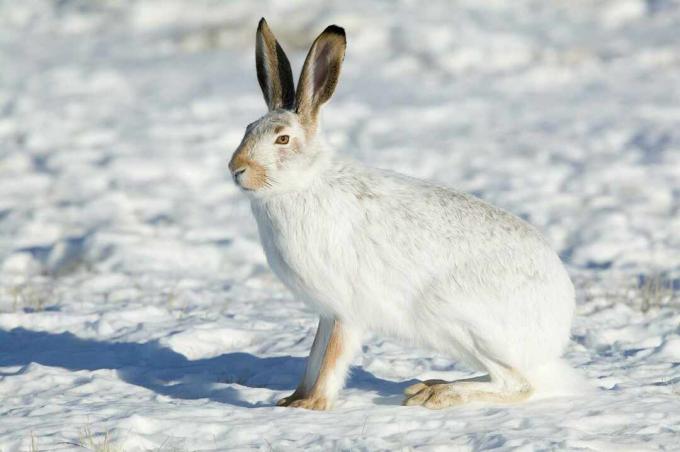 Hvit-tailed jackrabbit med vinterpels