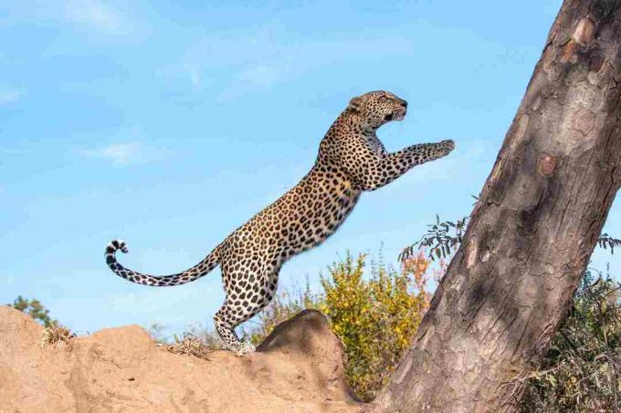 Flying Leopard