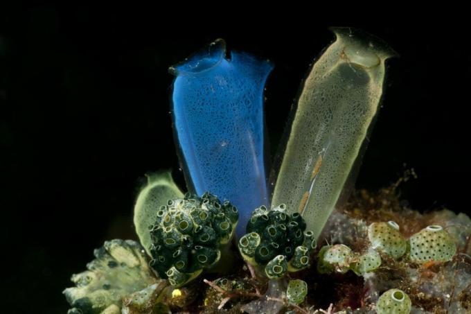 Sea Squirts