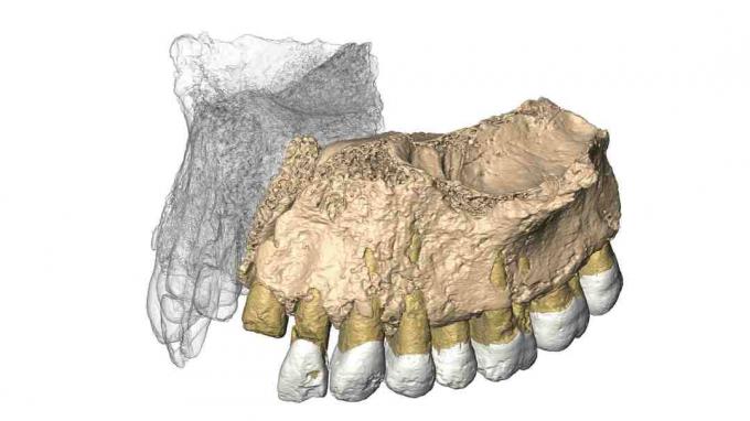 Rekonstruert Mislaya Maxilla