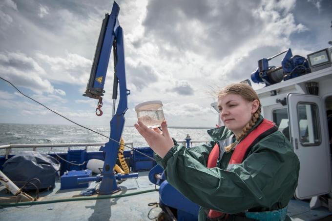 Kvinnelig forsker som inspiserer utvalg av plankton på forskningsskip