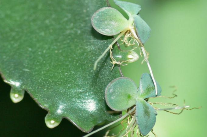 Kalanchoe - Plantlets