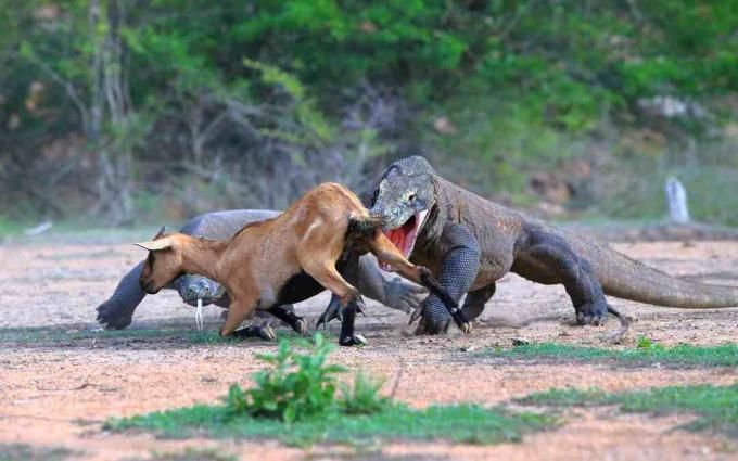 Et par Komodo-drager som jakter en antilope i Borneo, Indonesia