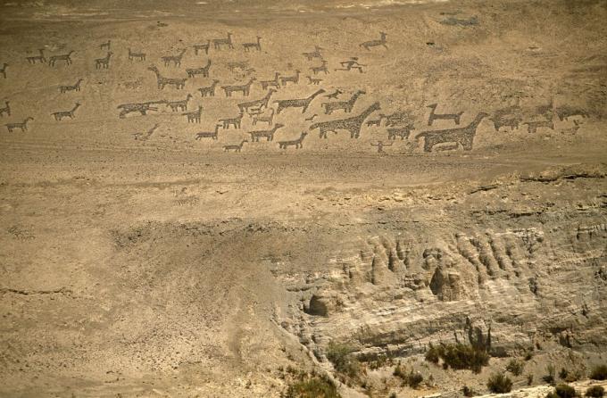 Chile, region I, Tiliviche. Geoglyfer på en fjellside i nærheten av Tiliviche, Nord-Chile - representasjoner av lamaer og alpakkaer
