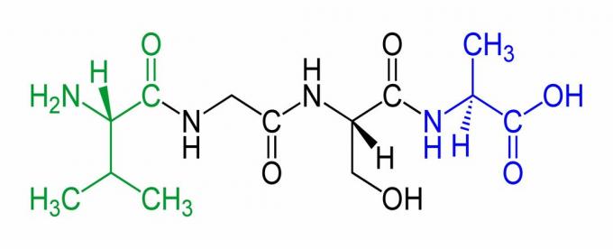 Dette er et eksempel på et tetrapeptid, med N-terminalen i grønt og C-terminalen i blått.