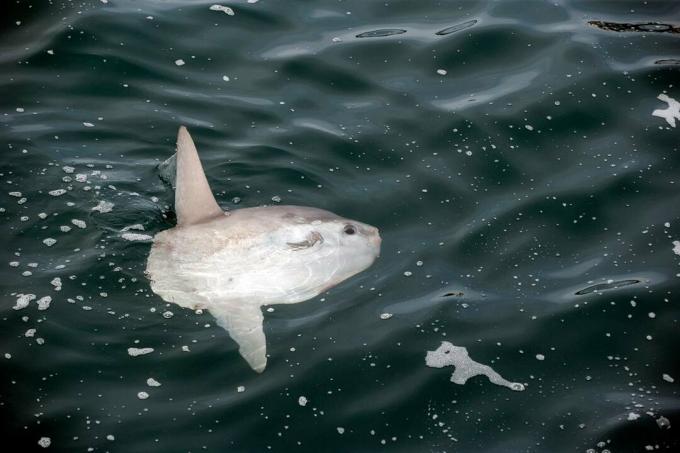 Sunfish, Mola mola, Molidae, Witless Bay Ecological Reserve, Newfoundland, Canada