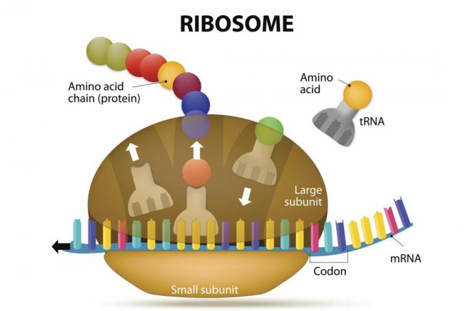 Ribosom og protein syntese