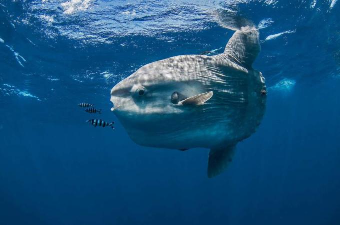 Undervannsutsikt, av, mola mola, hav, sunfish, Magadalena-bukten, Baja, california, Mexico