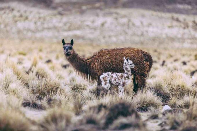 En lama og hennes cria.