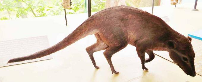 Modell av Eocene Ancestor of Whales, Indohyus