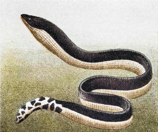 Gulbuket sjøslange (Hydrophis platurus), som illustrerer kroppsformen til en ekte havsnange.