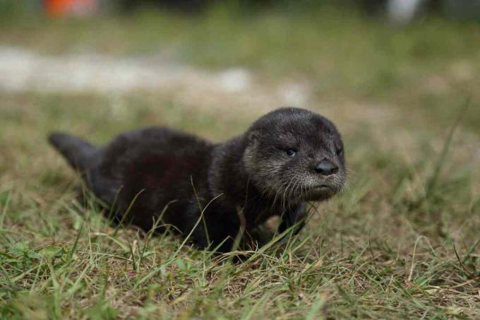 Baby river otter