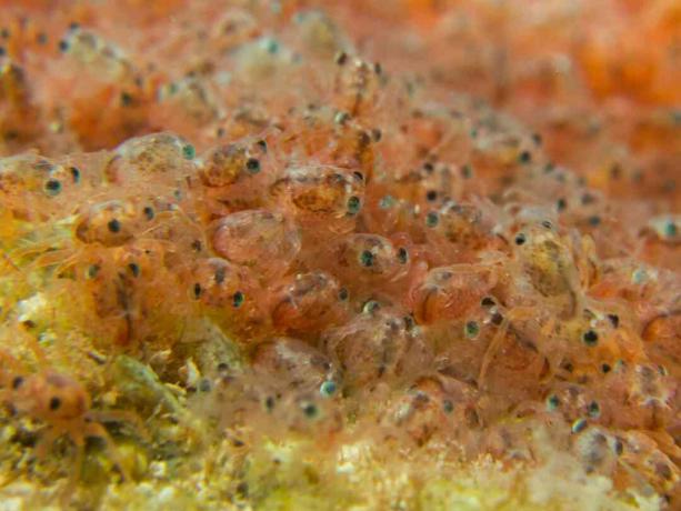 Røde krabbe-megaloper før de kom ut av vannet på Juleøya