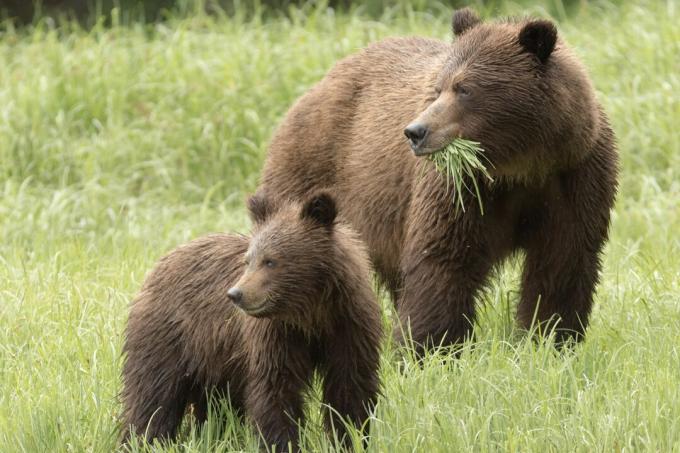 Grizzly bjørn spiser så vel gress som kjøtt.