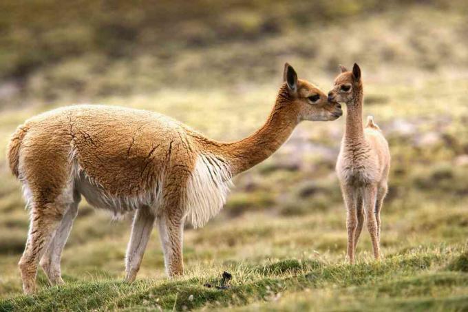 Guanaco og chulengo