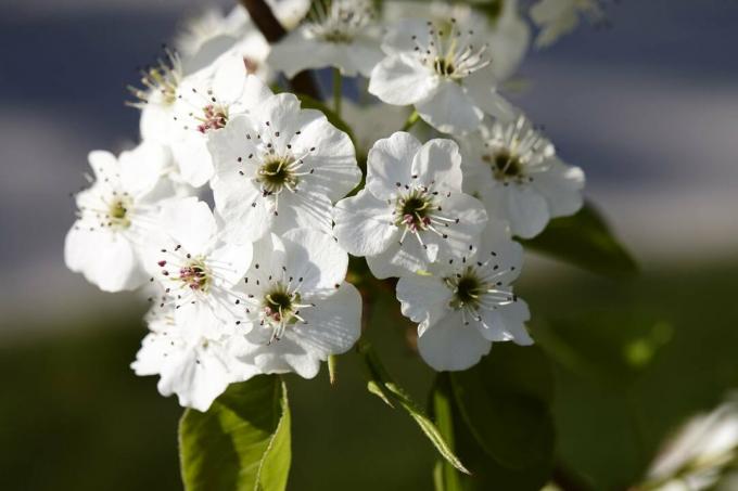 Nærbilde, av, callery, pære, tre, blomstre