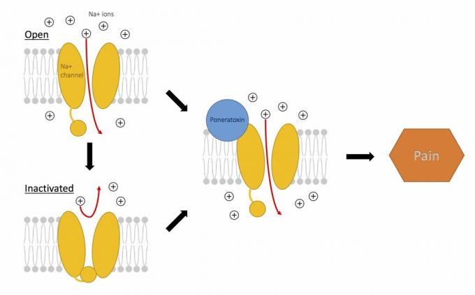 Handling av poneratoksin på natriumkanaler for å produsere smerter.