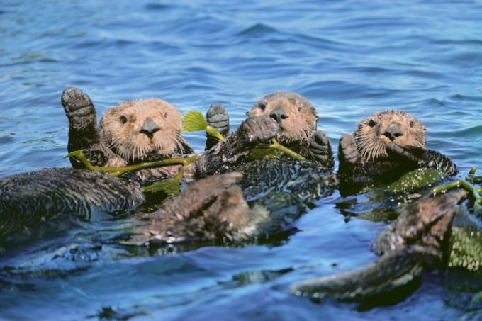 Sjøterter i tare, Monterey Bay, California, USA