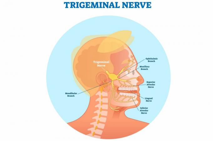 Trigeminal nerve