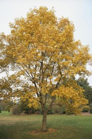 Carya Illinoensis (Pecan tree), tre med gule blader i parken