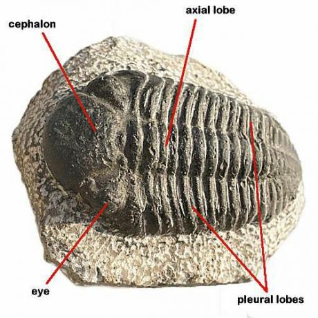 Trilobitter eksisterer som fossiler bare i dag, etter å ha blitt utryddet på slutten av Perm-perioden.