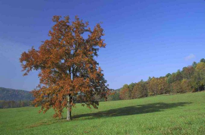 Pignut hickory-tre