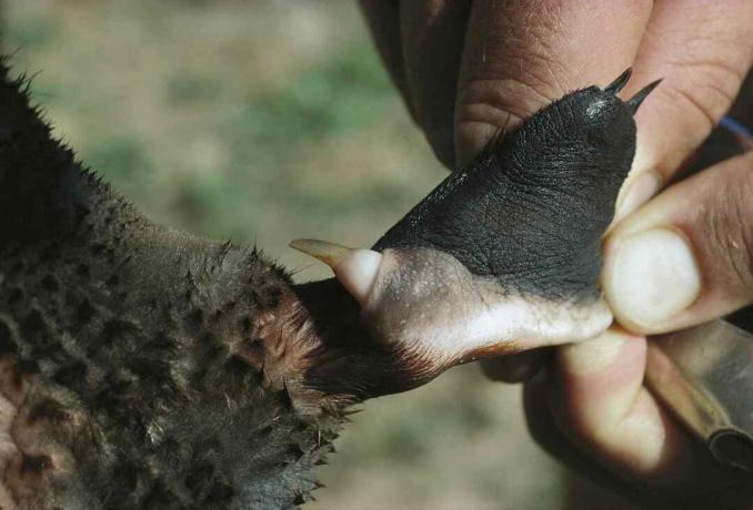 Den mannlige platypusen har en giftig spor på bakbenet.