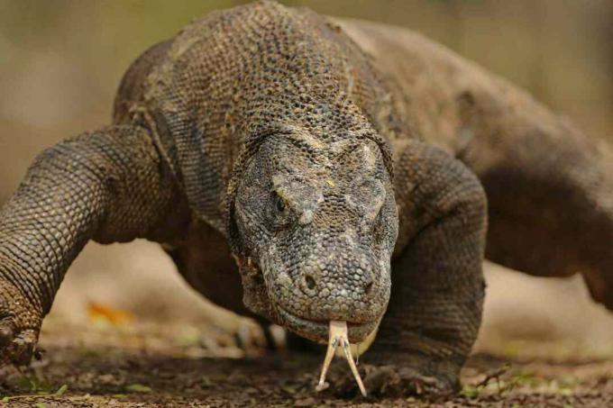 Komodo Dragon Portrait på nært hold - Komodo Island, Indonesia