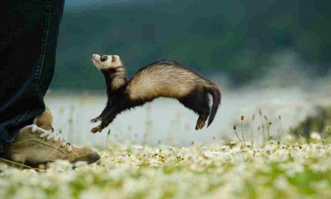 Weasel war dance eller 