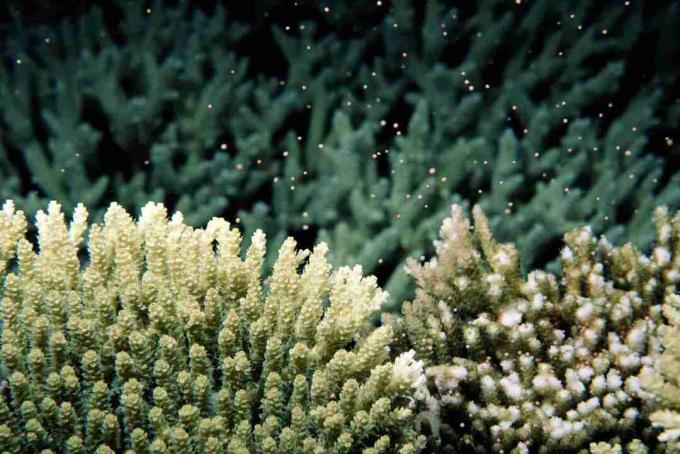 Lunar kontrollert korall gyting (Acropora sp.), Utsikt under vann