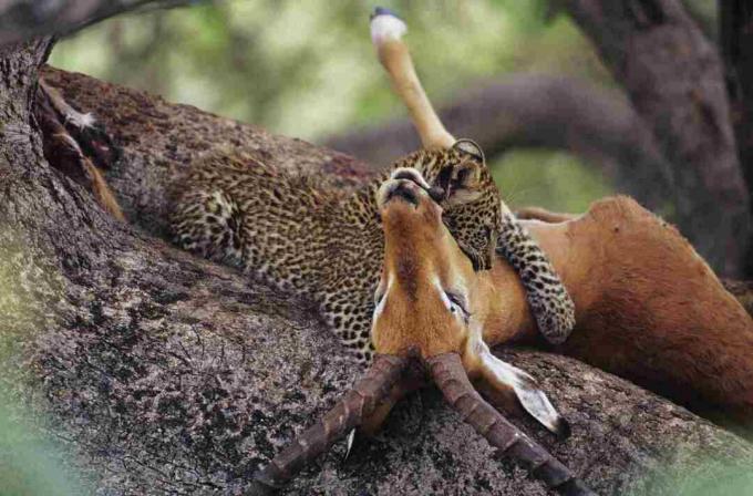 Leopard (Panthera pardus) som spiser carrion i tre, Kenya