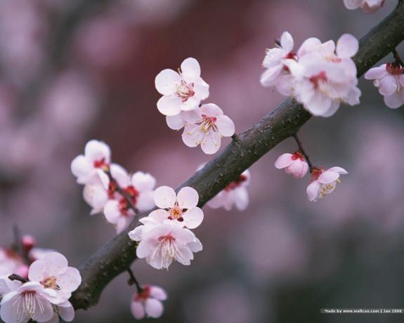 Japanske kirsebær blomstrer på en gren