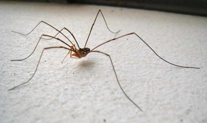 Harvestman på hvit bakgrunn.