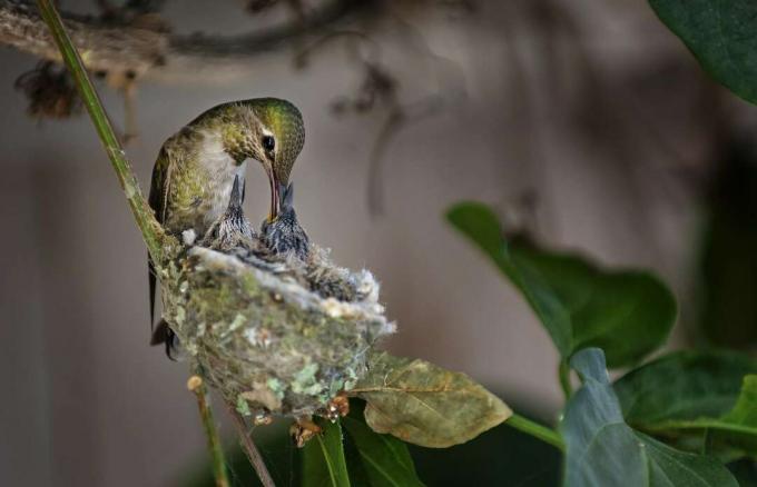 Ruby-Throated Hummingbird som mater to babyer i reiret.