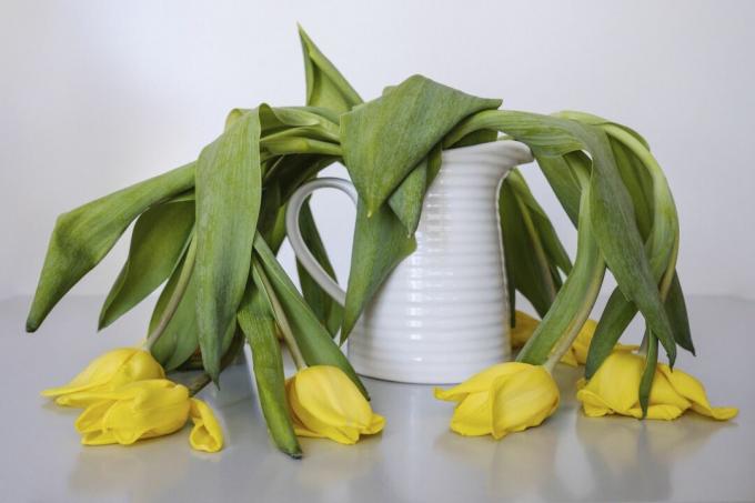 Viltede gule tulipaner
