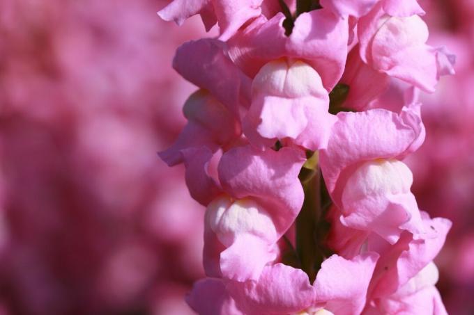 Rosa snapdragons