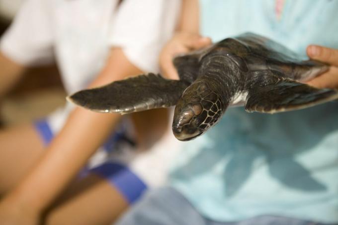 Baby hawksbill skilpadde etter å ha blitt reddet.