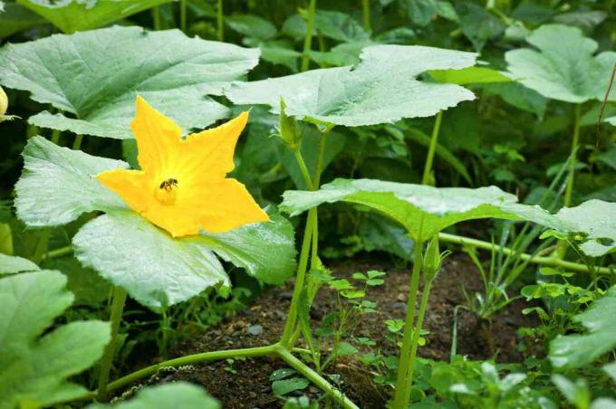 Ustabil bi som bestøv en kalebaseblomst.