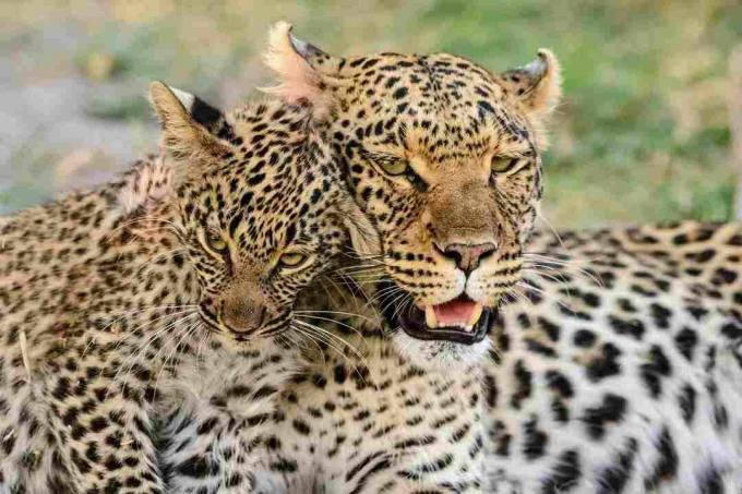Portrett av leopard med leopard cub, Botswana